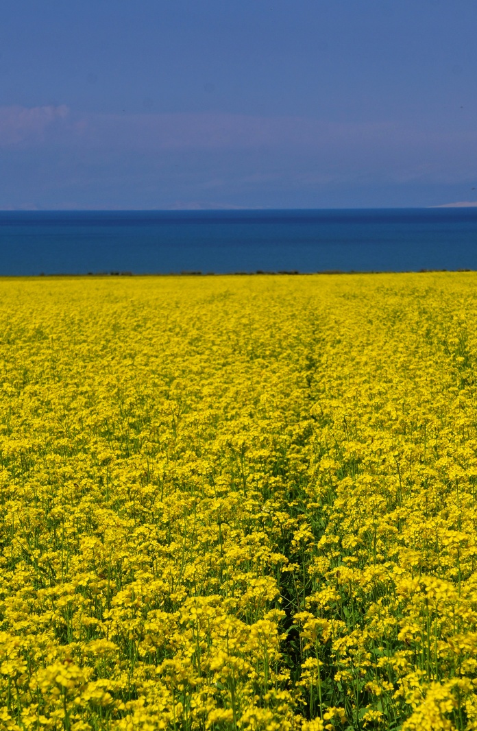 rows-of-canola