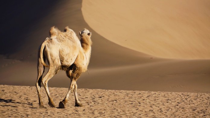 runaway-camel