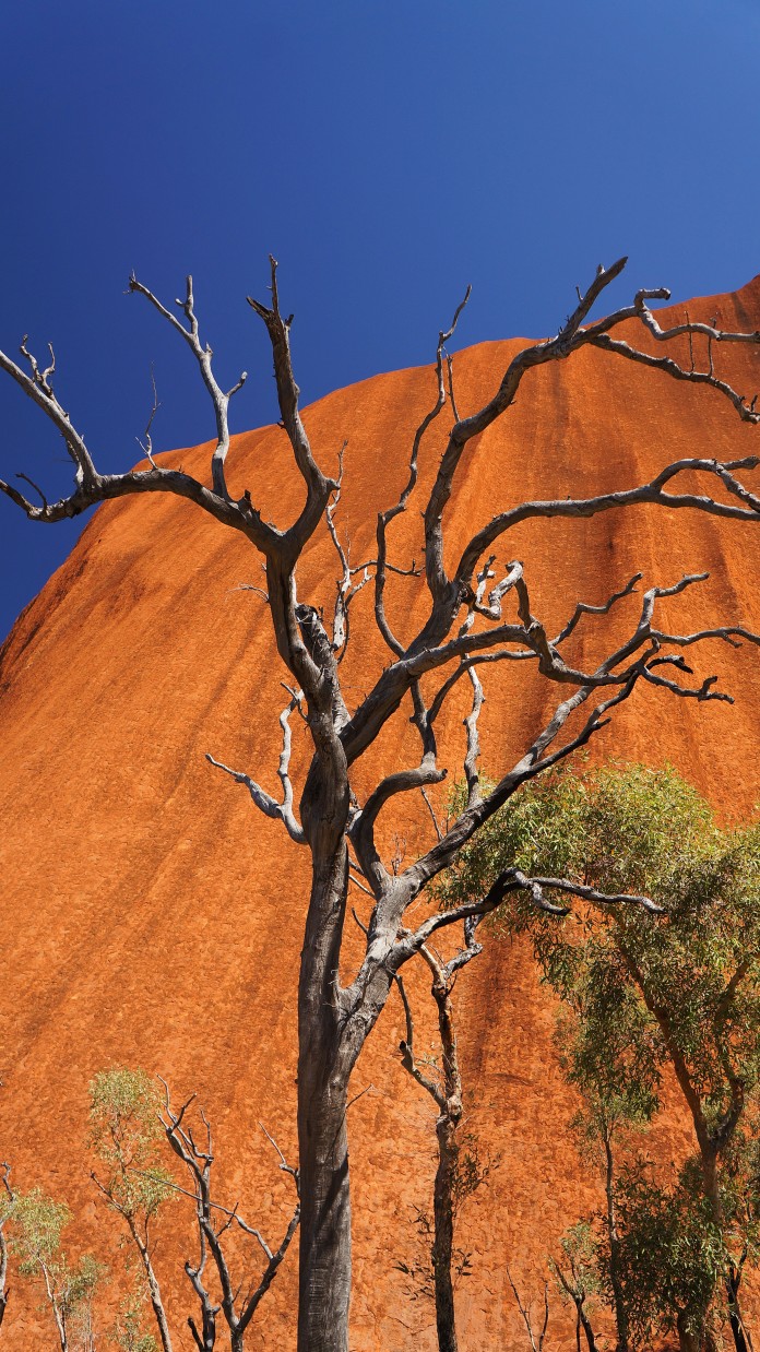 Uluru tree