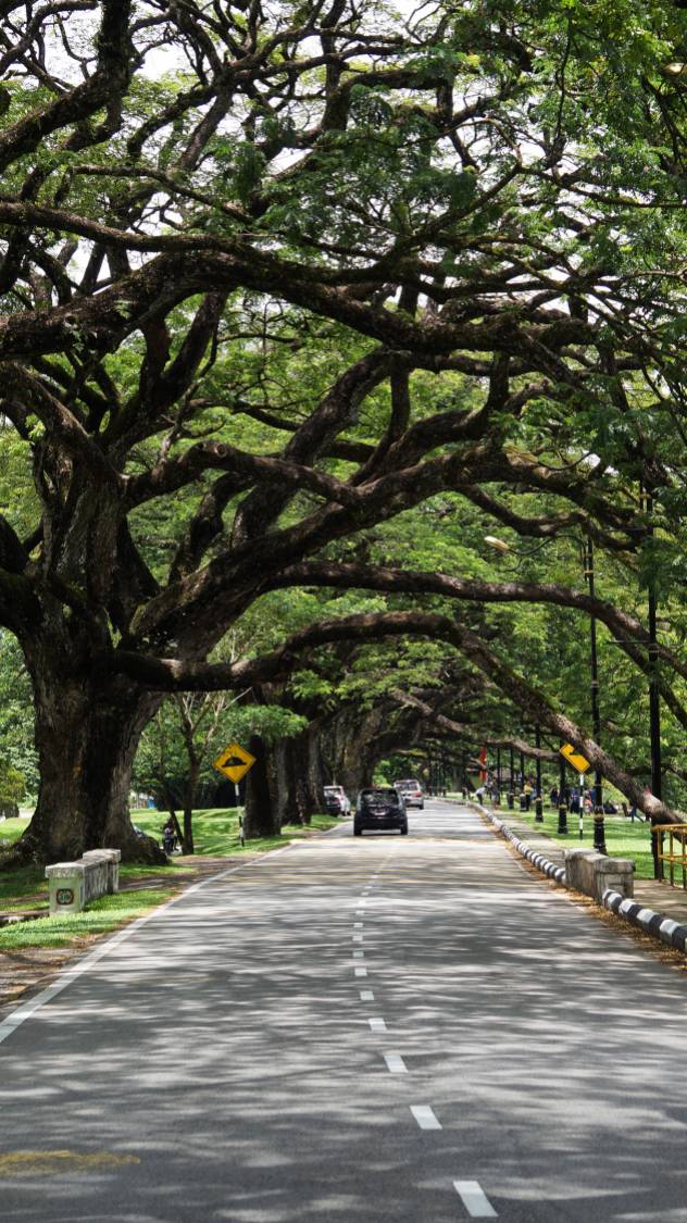 Tree-lined streets